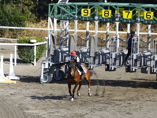 騎乗訓練でのゲート練習。競馬場と同じゲートに入って行なう