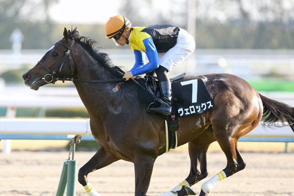 クラシックでの戴冠を狙うヴェロックスphoto by Eiichi Yamane/AFLO記事を読む＞「持ったまま８馬身差」の衝撃。ヴェロックスが再びクラシック候補へ