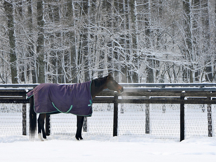 種牡馬になって、牧場でゆったりと過ごしていた頃のディープインパクトphoto by Getty Images記事を読む＞ディープインパクトの死で失われる「方程式」。その存在感は色褪せない