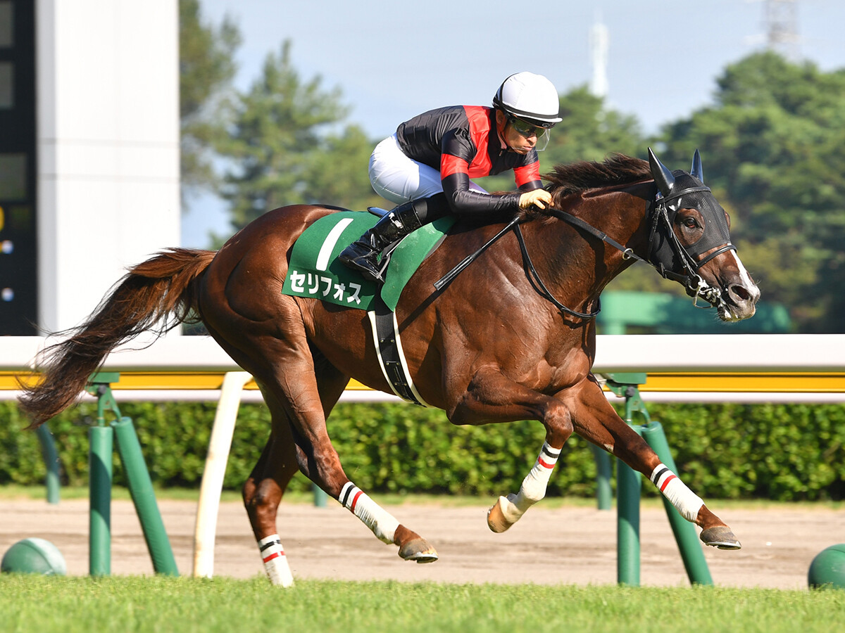 NHKマイルＣで本命視されているセリフォスphoto by Sankei Visual記事を読む＞＞NHKマイルＣに異例のローテで挑むセリフォス。重賞２勝の大本命馬に死角はあるか