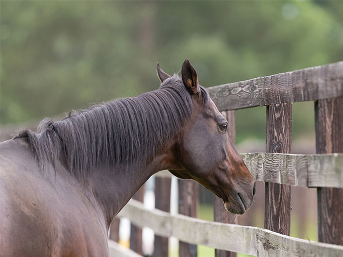 在りし日のディープインパクトphoto by Getty Images記事を読む＞種牡馬ディープインパクトの後継問題。奇跡の種を持つ馬は現れるか